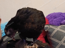 Baby chicks hand reard from day old