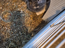 Lionhead/rex baby rabbits
