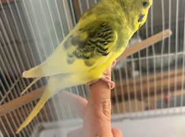 Hand tamed budgies for sale