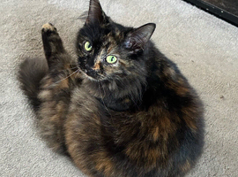Female cat