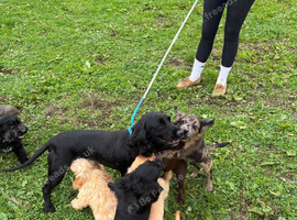 Cockapoo puppies