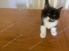 1 male kitten