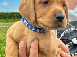 Beautiful Black & Red/Yellow Pure Breed Labrador Puppies For Loving Family/Working Homes
