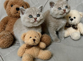 Adorable British Shorthair Kittens