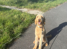 Labradoodle