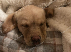 Labrador puppy