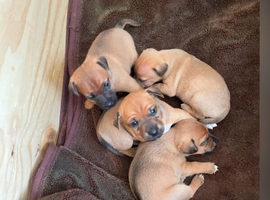 Jack Russell cross patterdale puppies