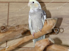 Baby Cockatiels all colours available,17