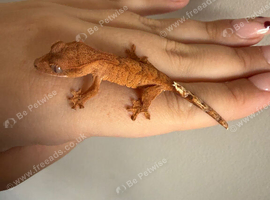 Baby Crested Geckos