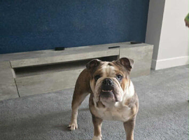 Female English Bulldog