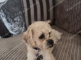 female pugapoo