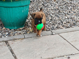 Boxer puppies  KC REG  boys