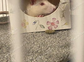 X2 white and beige male rats