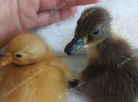 Indian runner ducklings
