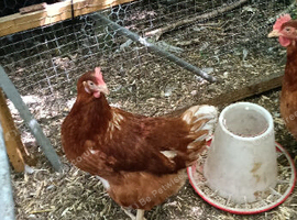 Red ranger POL Hens for sale