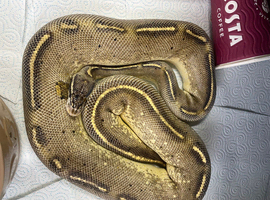 Freeway adult female 5yrs