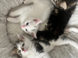 Three fluffy kittens!