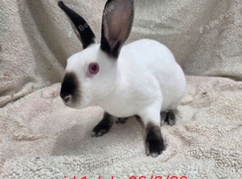 Four Stunning female mini rex rabbits