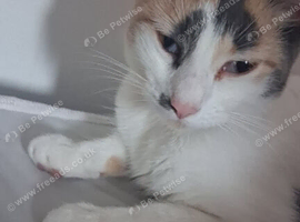 Calico cat