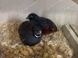 2 male Chinese painted quails