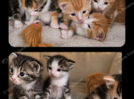 Kitten