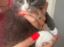 Beautiful Kitten