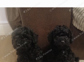 2 beautiful girls left available