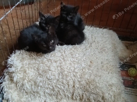 Just black kittens left