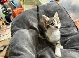 Kittens