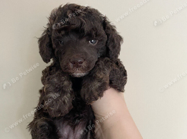 Kc reg dna tested toy poodle