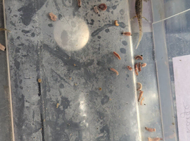5 month axolotls