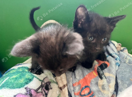 Kitten