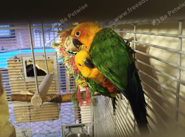 Jenday conure pair