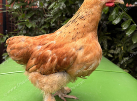 Pilkie Cockerel looking for new pastures