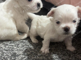 Malshi pups