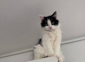 10 month old Beautiful Boy looking for a forever home