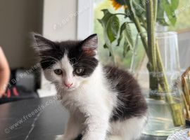 9 weeks old kittens