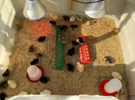 1 week old chicks, Collection Sheffield 18