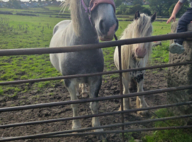 Mare for sale