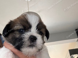 2 gorgeous boy Shih Tzu pups