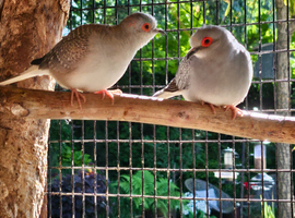 Diamond Doves for sale. Various colours / ages