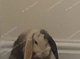 mini lop for sale