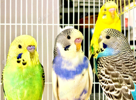 Beautiful Baby Budgies &. Cages Various Mutations