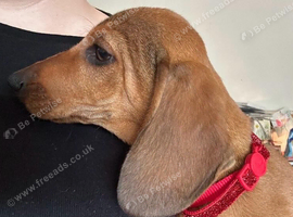 Dachshund puppies