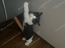 Kittens