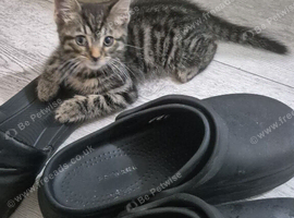 Kitten