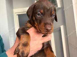 European Doberman puppies