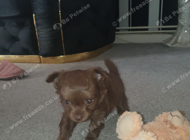 Tiny chocolate brown  chihuahua