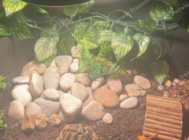 2 tortoises and set up