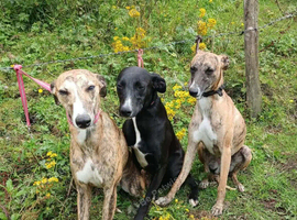 3 male whippetts